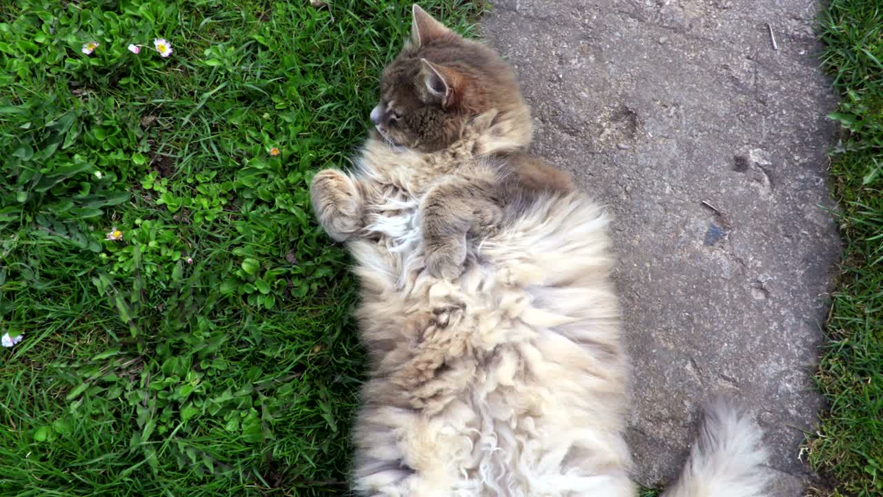 gato juguetón tendido en el camino