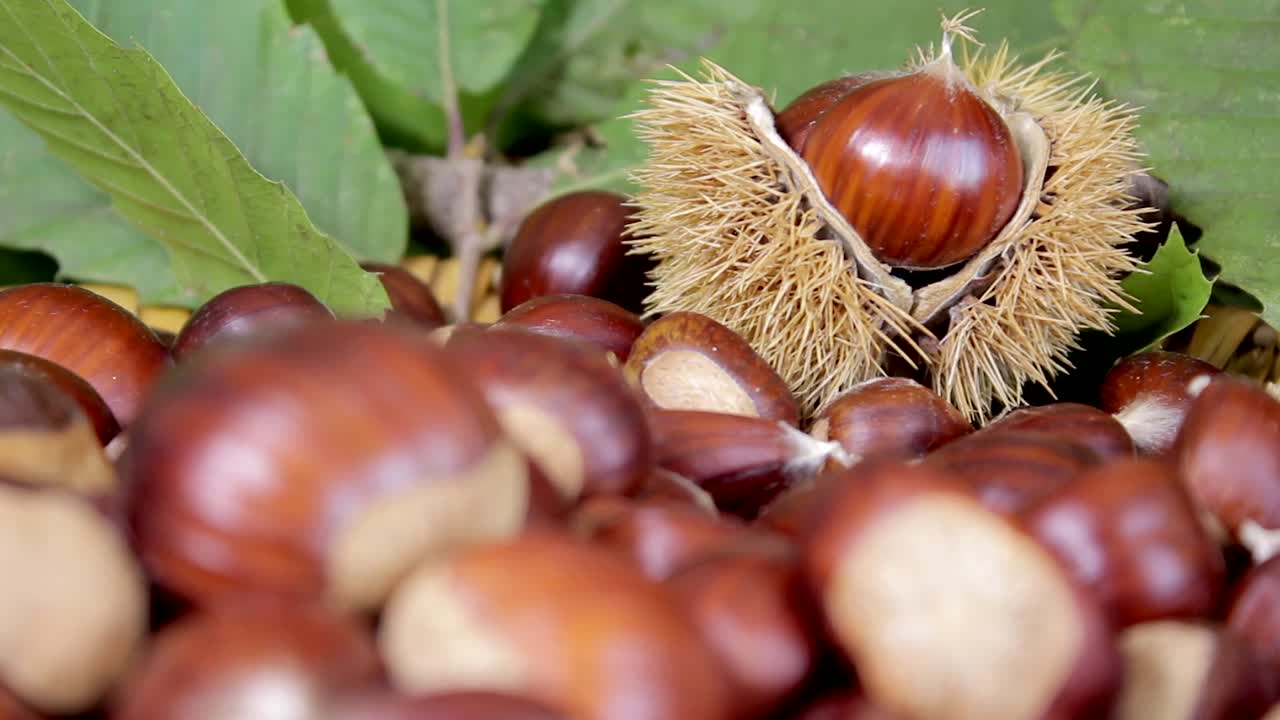 Chestnuts. Autumn composition. Tasty vegetarian vegan healthy seasonal food. Soft change of focus.
