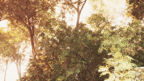 bosque místico colorido con rayos de sol y destellos de lentes por la mañana