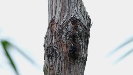 seen perched at the entrance of its nest then flies away, black-thighed falconet microhierax fringillarius, thailand