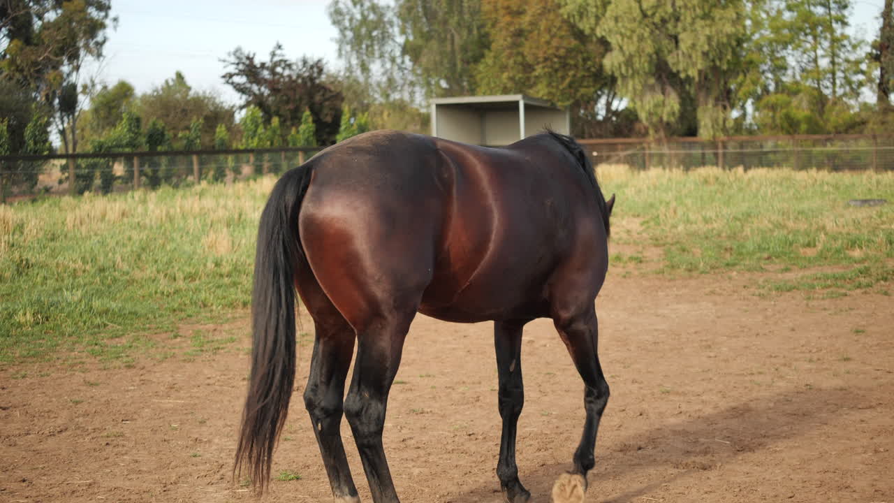 Inquadratura fissa di stallone in un ranch