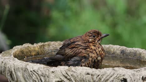 Un-Joven-Mirlo,-Turdus-Merula,-Bañándose-En-Un-Baño-De-Aves-De-Jardín