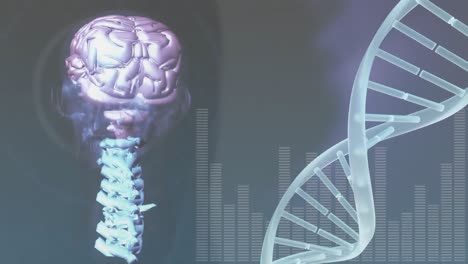 Animation-Der-DNA-Helix-Mit-Digitalem-Menschen,-Gehirn-Und-Wirbelsäule-Auf-Abstraktem-Hintergrund