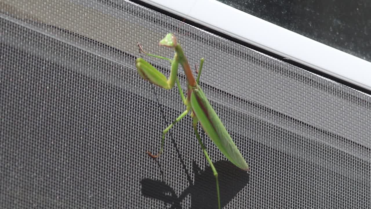 Praying mantis clings to a window screen on the side of a house on a sunny day. The green insect sits still as the breeze rolls by.