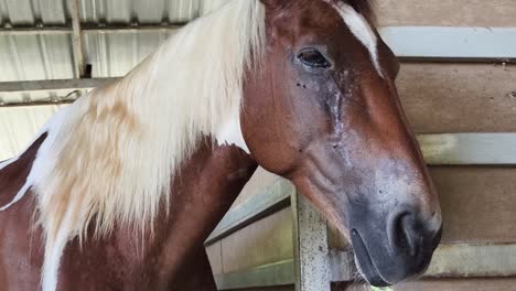 horse in a stable