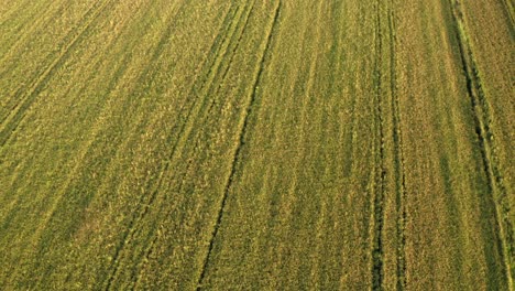 Hermosa-Vista-De-Drones-De-Los-Campos-De-Arroz-Al-Norte-De-Italia,-Lombardía