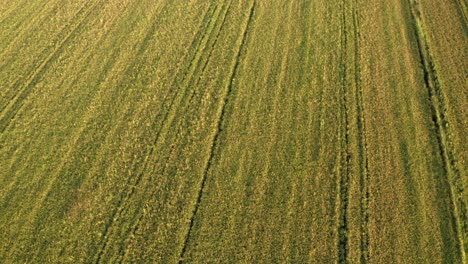 beautiful drone view of rice fields north of italy,lombardy