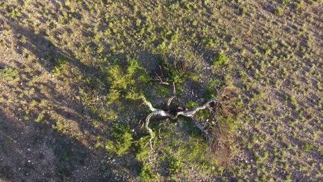 Aerial-view-of-a-broken-savannah-tree-struck-by-lightning,-South-Africa
