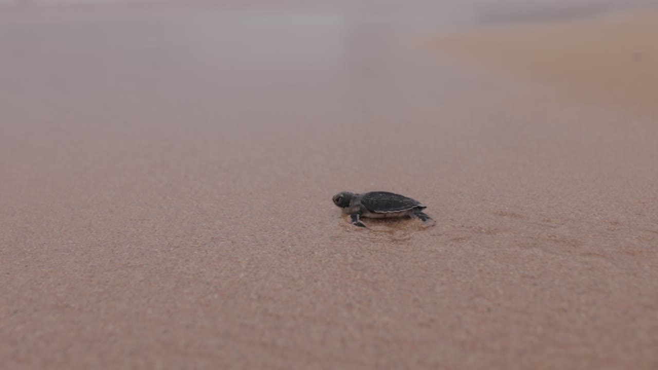 newborn turtle with seconds of life- 4K - shot on canon R5
