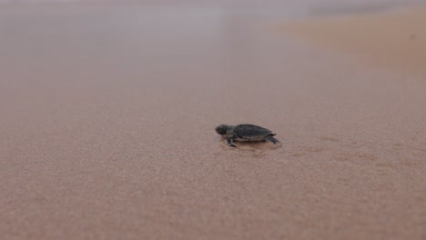 Neugeborene-Schildkröte-Mit-Sekunden-Des-Lebens-–-4k-–-Aufgenommen-Mit-Canon-R5