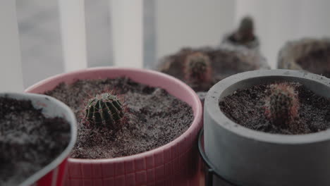 zoom in many newly plotted mini baby cactuses on a wooden board near the window