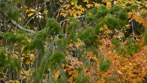 Grün-Und-Orange-Ist-Die-Natürlich-Bemalte-Landschaft,-In-Der-Diese-Beiden-Vögel-Leben