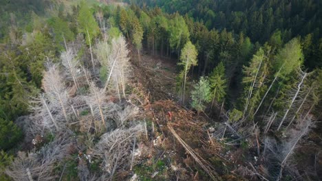 toma aérea de la máquina de poleas de deforestación que mueve un gran árbol al bosque del valle profundo