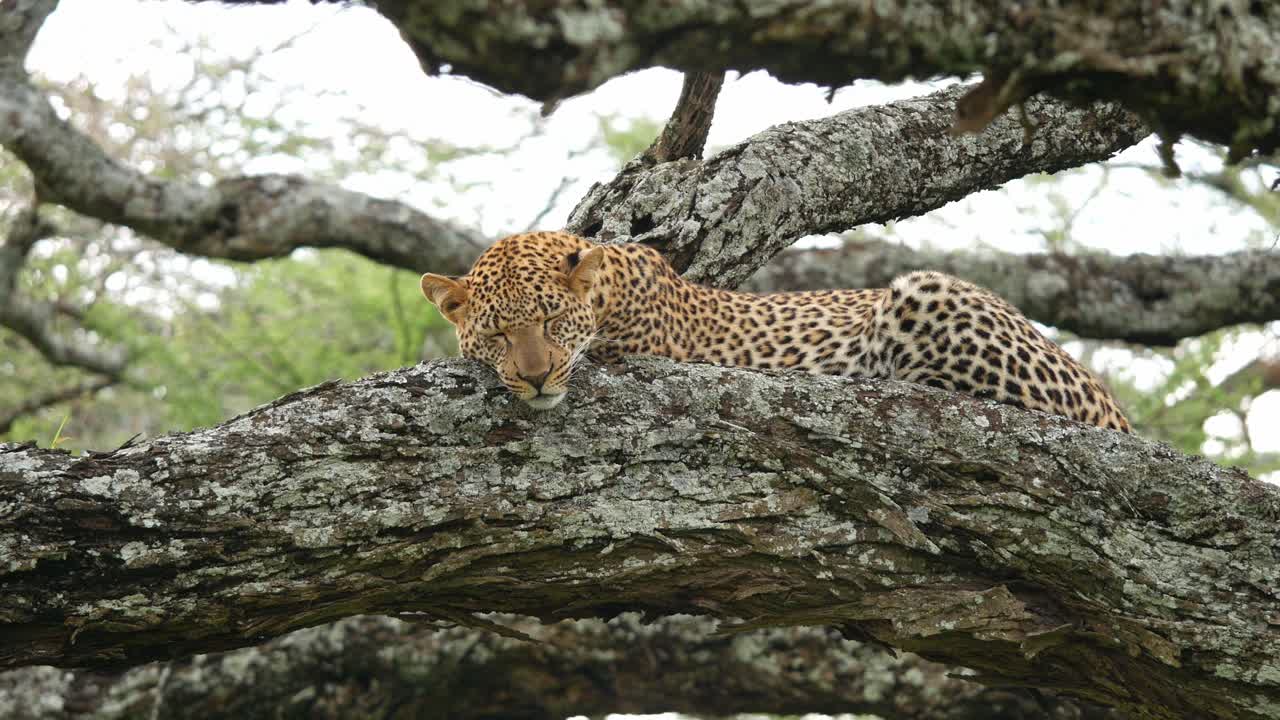 Leopard wildlife animal feline resting tree branch savana fauna Tanzania safari