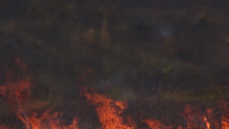 Serious-fire-with-tall-flames-burning-during-the-summer,-controlled-or-prescribed-burning,-Thailand