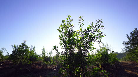 sun drenched yerba mate experience in the farmlands