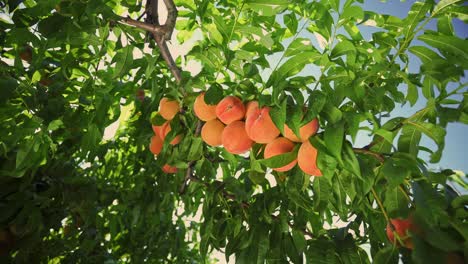 big juicy peaches on the tree. agriculture. fabulous orchard. magical sunlight. fruits ripen in the sun.