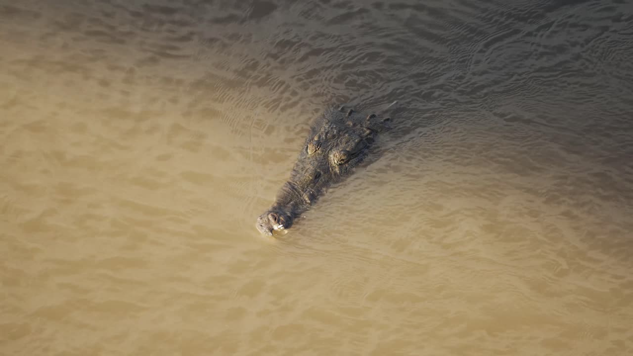 cabeza de cocodrilo sobresaliendo del agua en el río tarcoles