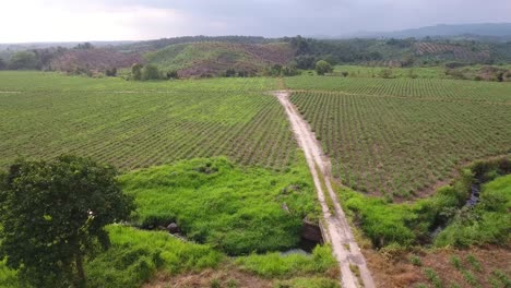 Aerial-over-jungle-landscapes-of-Guatemala-2