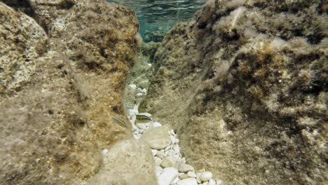 Golden-Julie-Fische-Schwimmen-Zwischen-Den-Felsen-Auf-Kristallklarem-Wasser-Des-Meeres