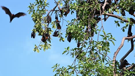 Seen-flying-around-a-tree-while-others-hang-upside-down-roosting-during-a-sunny-warm-day