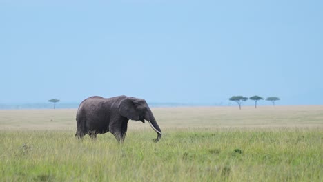 slow motion shot of lonely elephant walking and grazing across colourful green african plains of africa, wildlife in maasai mara national reserve, kenya, safari animals in masai mara