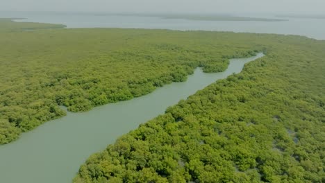 aerial footage of the indus river delta mangrove forest near karachi, pakistan