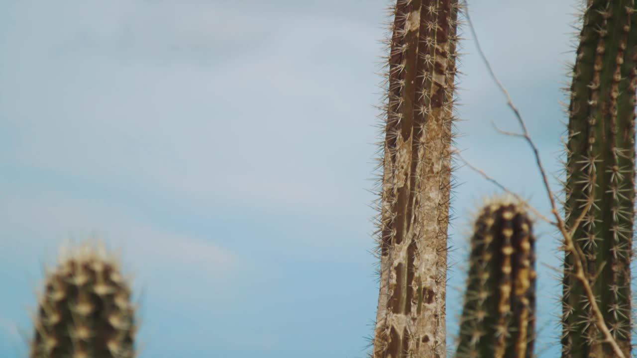 de cactus llenos de espinas bajo el cielo brillante - toma de primer plano