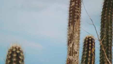 Tilt-Of-Cactus-Full-Of-Spines-Under-The-Bright-Sky---Close-up-Shot