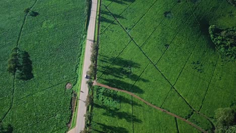 Car-is-driving-rural-road-surrounded-by-tea-estate-in-Fort-Portal