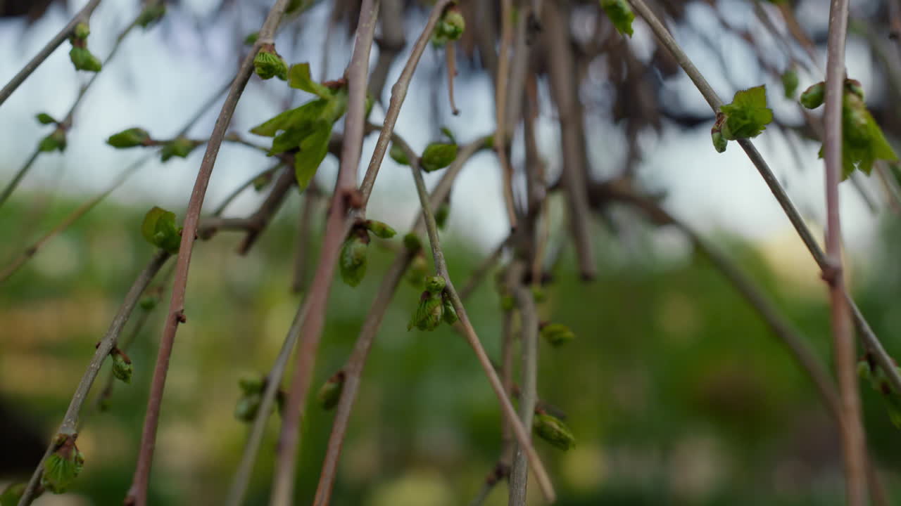 Tree branches in closeup against beautiful small city park. Springtime blossom.