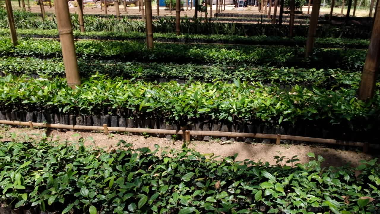 filas de plántulas y plantas de café bien organizadas que crecen en un vivero de café en timor-leste, sudeste de asia