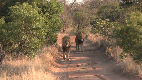 dos leones machos jóvenes caminando por la carretera hacia la cámara, una marca de olor