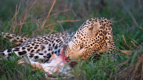 stunning close full body shot of a leopard feeding on a dead antelope, greater kruger