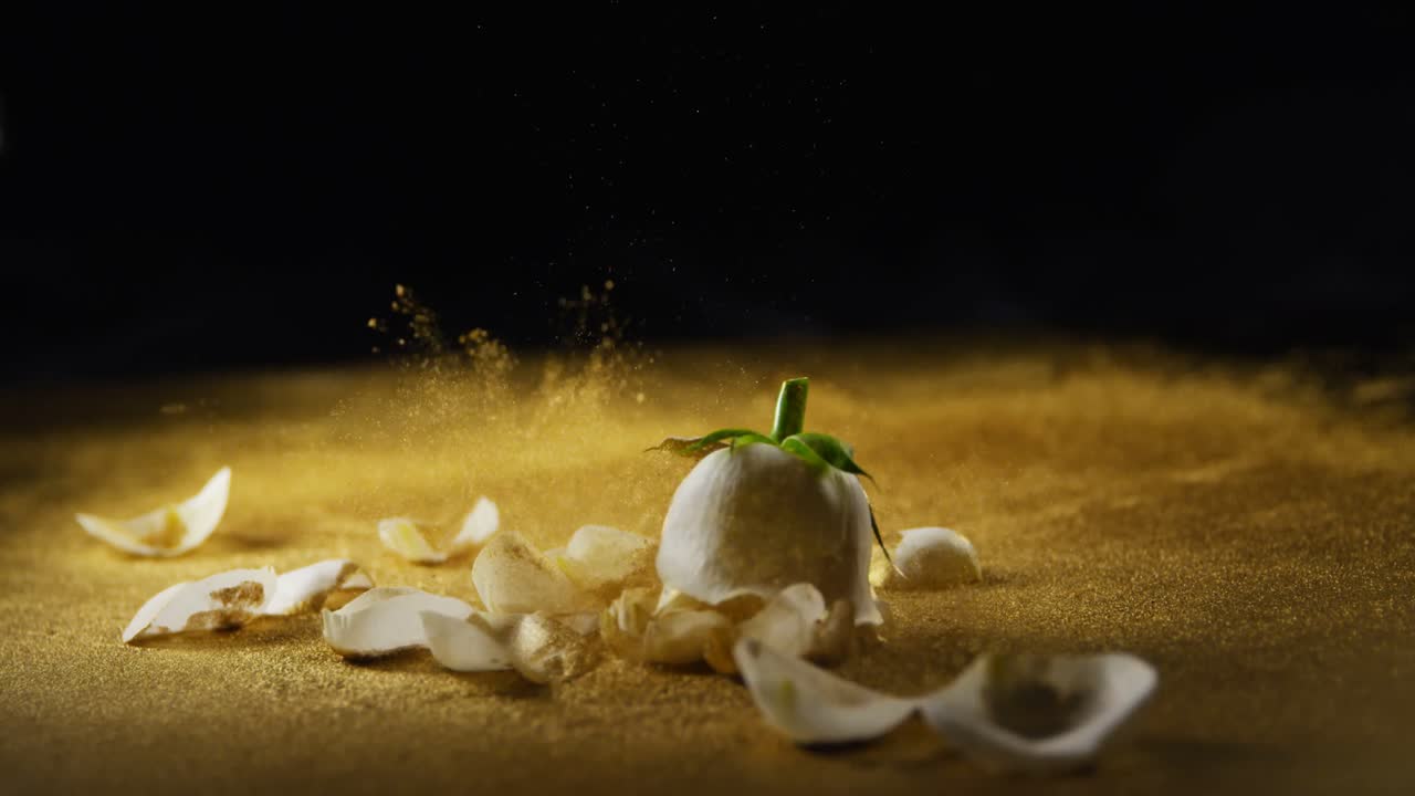 rosa blanca y pétalos cayendo en el brillo 4k
