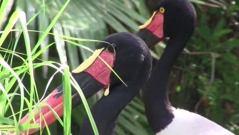 a saddle billed stork in close up