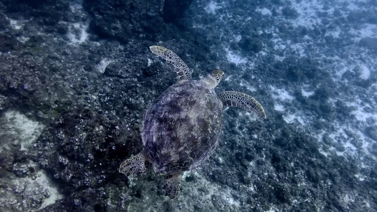 Green Sea Turtle swimming over coral reef filmed from above