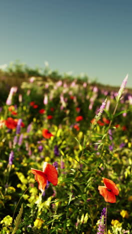 field of red poppies