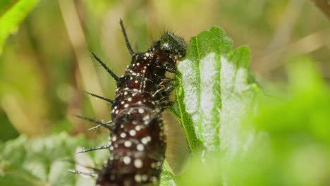 caterpillar climbs vertical stem, feeding in bright filtered sunlight