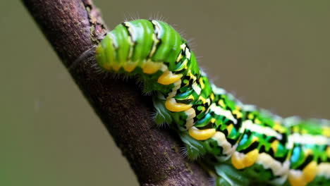 a colorful caterpillar on a branch