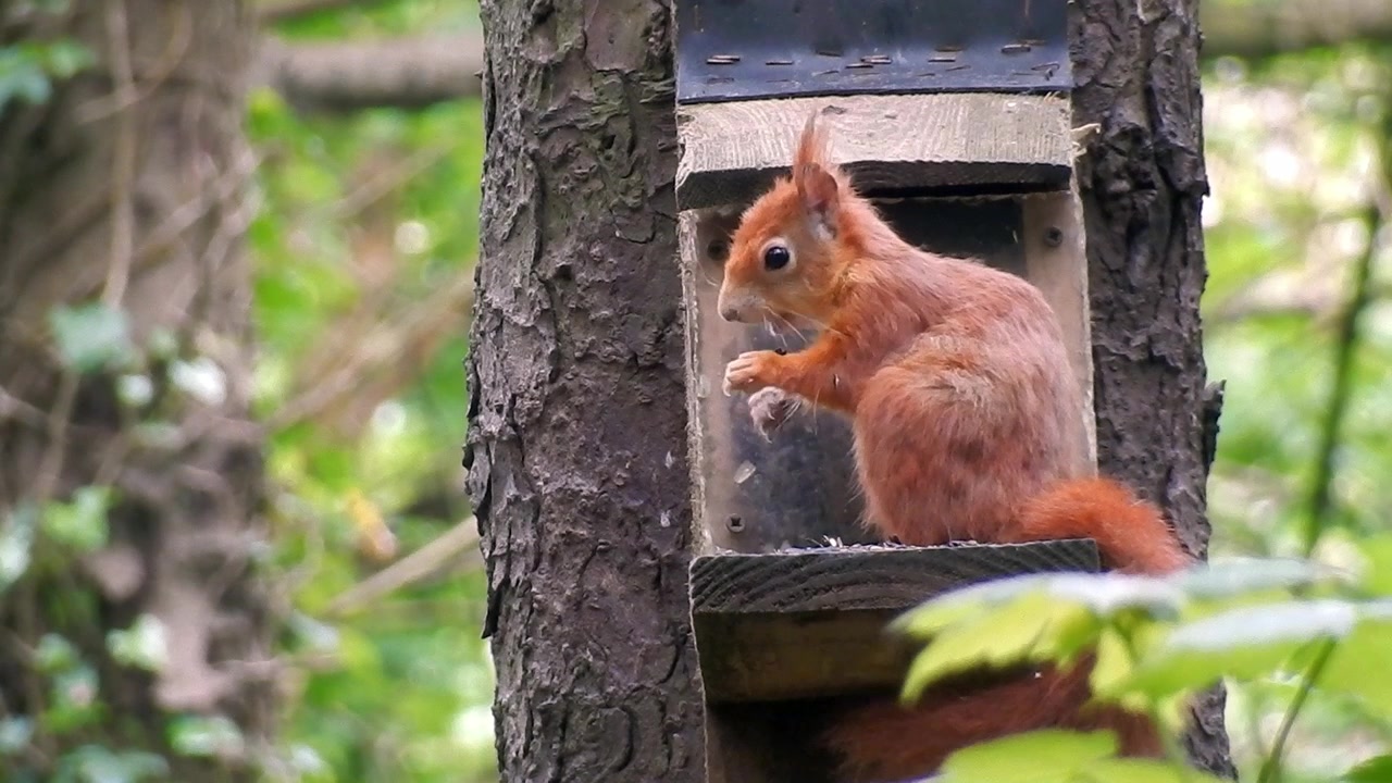 Scoiattolo rosso che mangia semi sollevando il coperchio di una mangiatoia nella tranquilla natura selvaggia boschiva di Penrhos