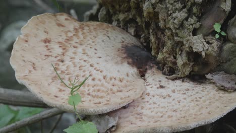 tree fungus on fallen tree along wissahickon creek