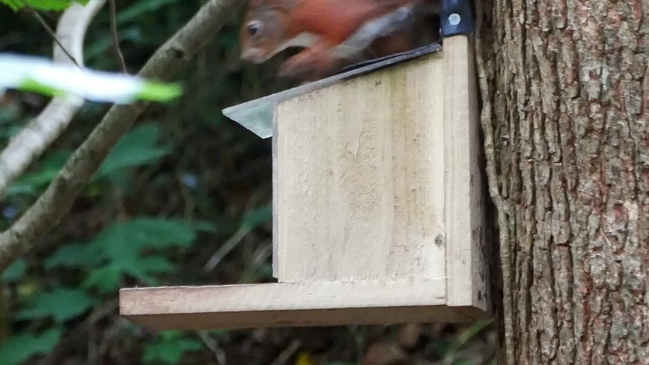 Red squirrel lifting lid on woodland feeding box to find nuts and seeds
