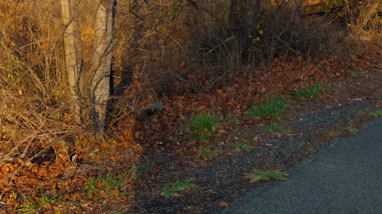 A slow motion clip of a shadow walking in the woods during sunset