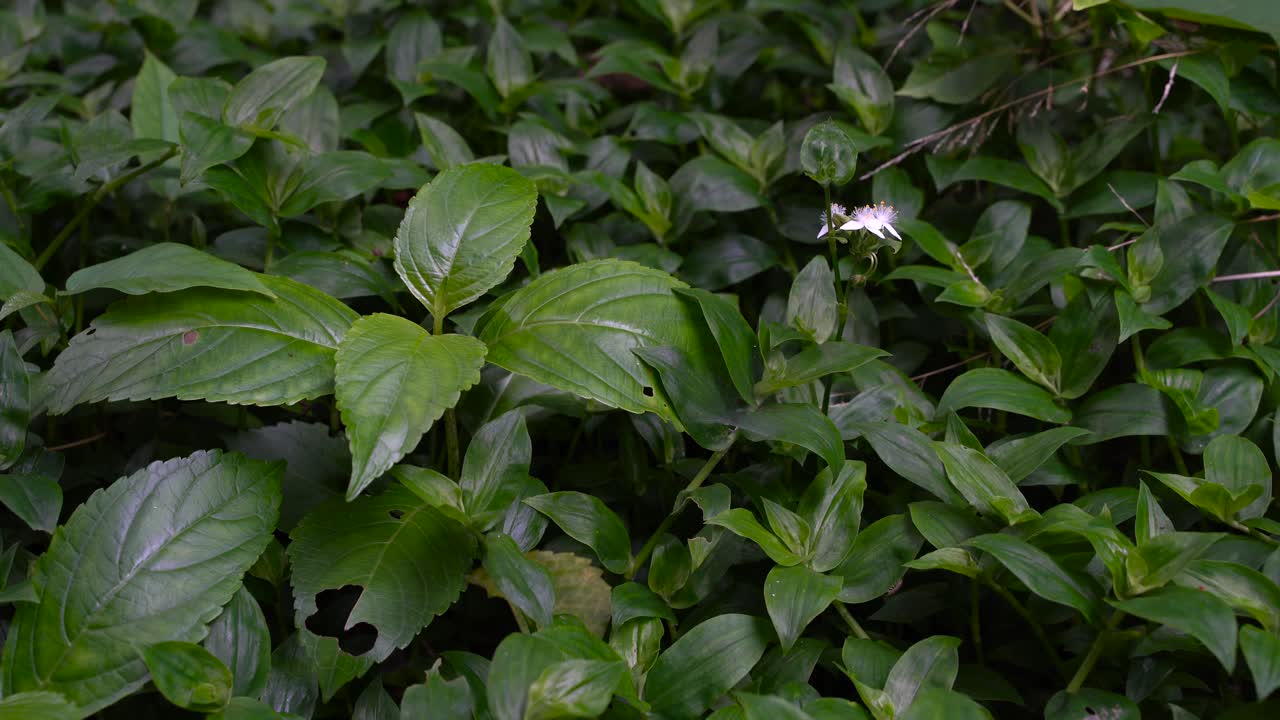 el campo de hierba verde con una sola flor blanca florece en un día soleado - primer plano