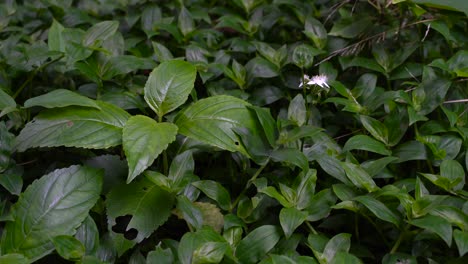 the field of green grass with single white flower blooms on a sunny day - close up shot