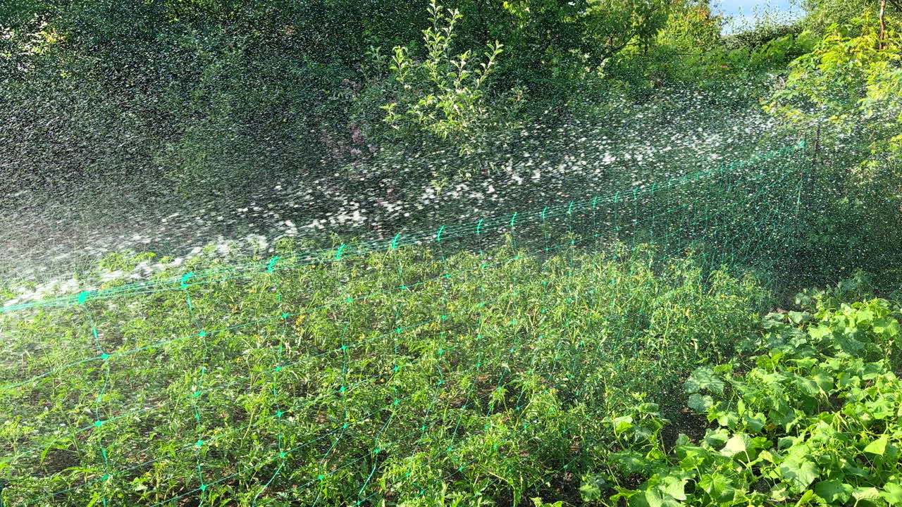 Vegetable garden beds are watered from hose. Hot summer weather in the farmland.