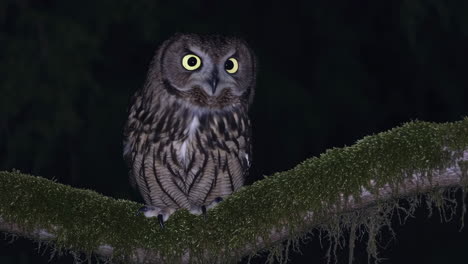 nocturnal owl on a mossy branch