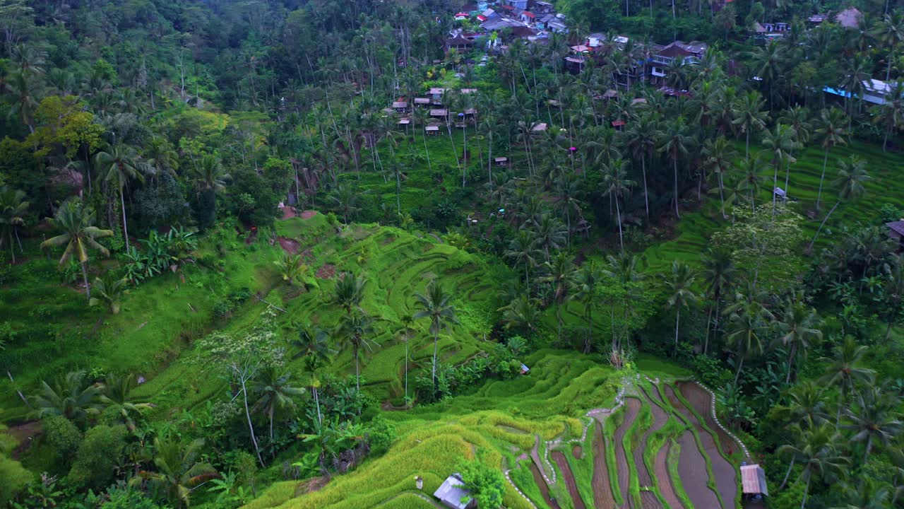 Sorvolando le risaie a terrazze di Tegalalang vicino a Ubud, Bali - ripresa con drone