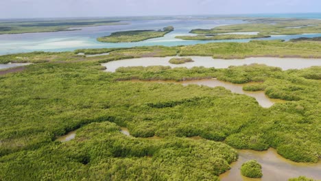 aerial footage mangrove tree forest and river mangrove landscape